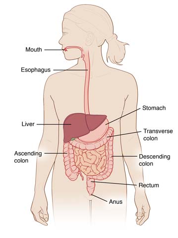 Diagram of the digestive system