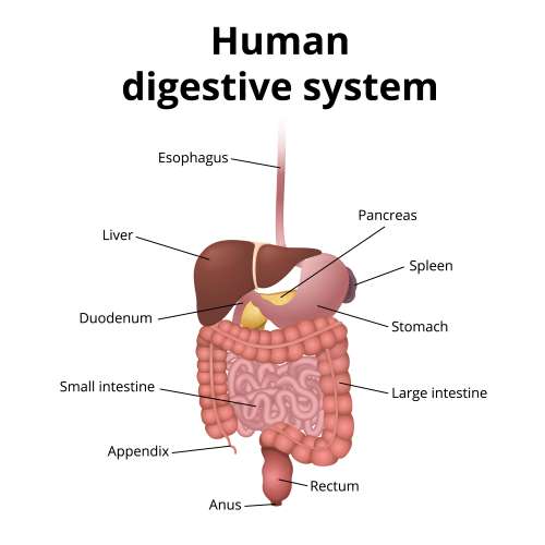 Diagram of the gastrointestinal tract